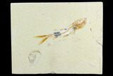 Fossil Fish (Davichthys) With Shrimp - Lebanon #124005-1